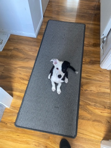 Pembroke Welsh Corgi – puppy 4mths