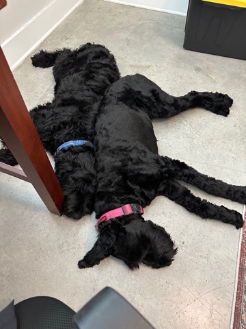 Giant Schnauzer – Two Giant Schnauzers