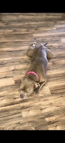 American Bulldog – bully for sell