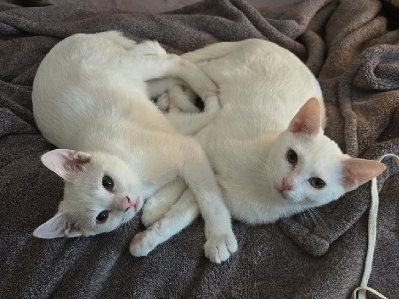 American Shorthair – Lancelot & Theodore – Chula Vista