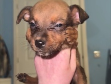 Boxer – last 2 puppy’s – Trowbridge