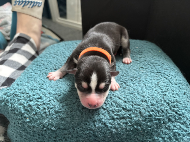 Siberian Husky – Siberian Husky (Male) – Coram
