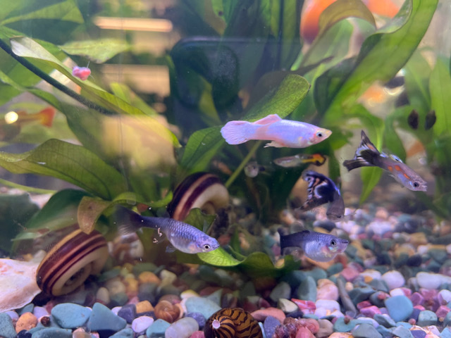 Guppies – Guppies!