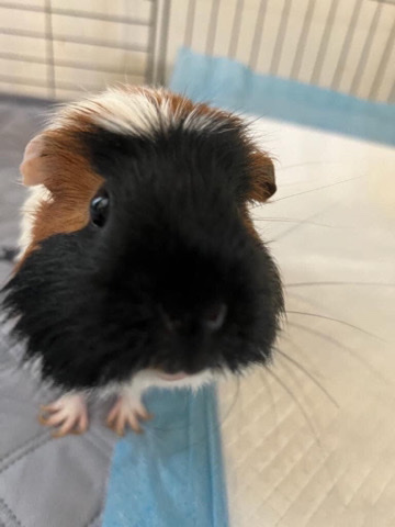 2 Guinea pigs