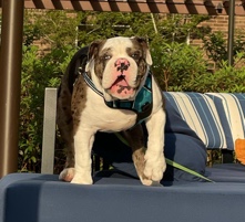 American Bulldog – bulldog for sale