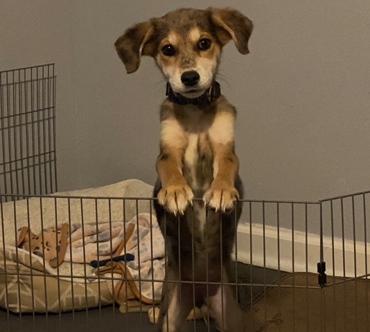 Labrador Retriever – Puppy looking for a new home