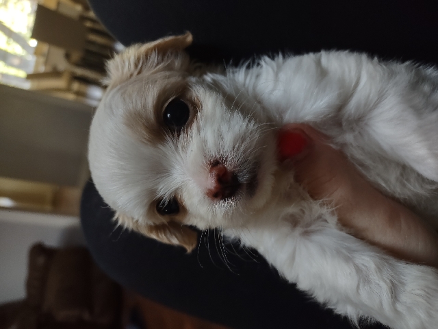 Shih Tzu – shitzus for sale