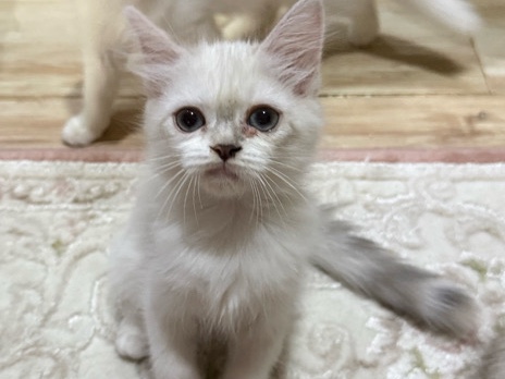 تبني – Taif