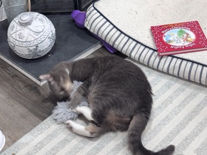 8 year old cuddly kitty – Brookeville