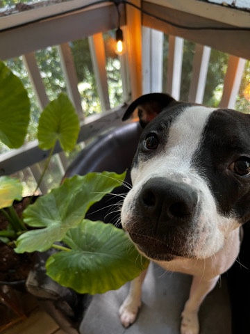Labrador Retriever – Ryder Rue needs a new home
