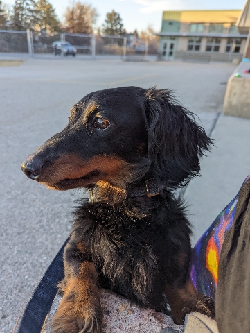 Dachshund – long hair miniature dachshund