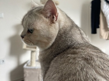 Image of British Shorthair