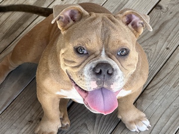 Olde English Bulldogge – Energetic Old English Bulldog Needs Loving Home – Sacramento
