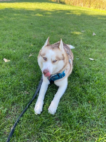 Siberian Husky – pure breed husky for sale