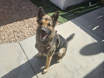 German Shepherd – Rocky Needs a New Home Urgently – San Jacinto