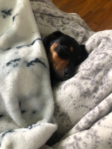 Dachshund – Blu