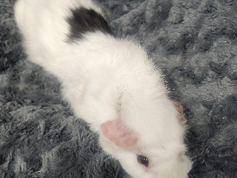 Guinea Pig – Female guinea pig with supplies – Warfield