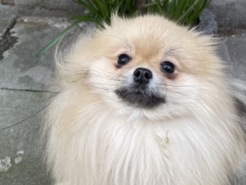 Pomeranian – Luna – Jette