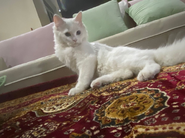 العين /العامره جنوب/بالقرب من العاليه مول 