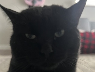 free black cat