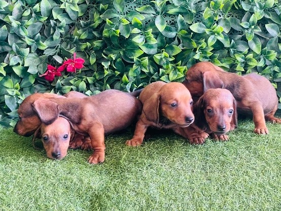 Dachshund – Mine Dachshund Male and Female Puppy for Sale – Sharjah