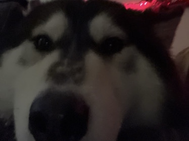 Siberian Husky – dog – Las Vegas