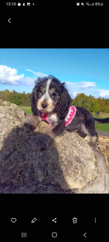 English Cocker Spaniel – cocker poo
