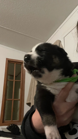 German Shepherd – 75% German Shepherd 25% husky