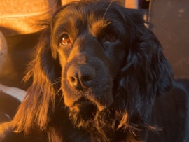 English Springer Spaniel – springer spaniel – Dundalk