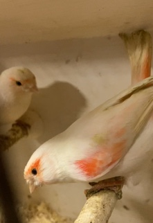 2 canaries pair