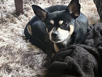 Loving Chihuahua with the energy of a Pup!