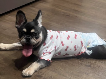 French Bulldog – I have a very loving dog fluffy Frenchie – Center Point