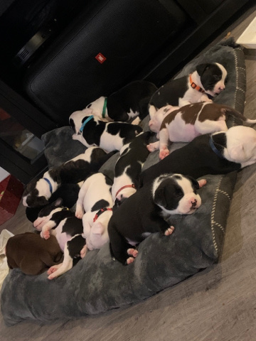 American Pit Bull Terrier – bully