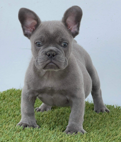 French Bulldog – Blue French Bulldog