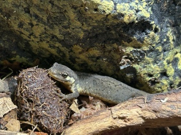 Newt – smooth newts x2 – Redditch