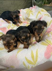 Yorkshire Terrier – Yorkie Puppies