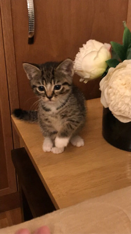British Shorthair – Adorbale female kitten 💕