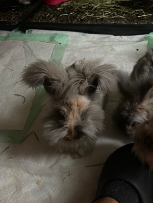 TWIN Bunnies 