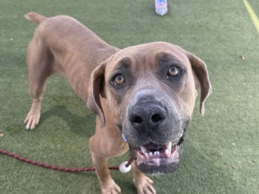 Mastiff – Friendly 2-Year-Old Mastiff for Rehoming in Queen Creek – Queen Creek