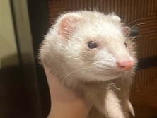 Four healthy bonded ferrets – Santa Fe