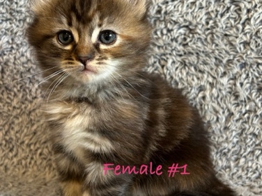 Norwegian Forest cat – Norwegian Forest Kittens – Bothell
