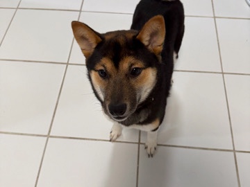 Shiba Inu – Shiba Inu – Lorain