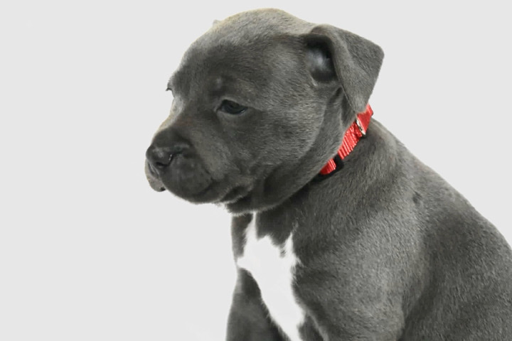 Staffordshire Bull Terrier – Staffordshire Bull Terrier ready to leave