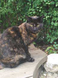 calico cat