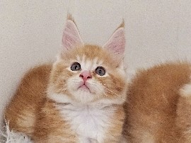 Maine Coon - mainecoon male kitten available  available for adoption in Dubai