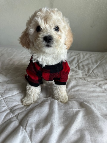 Maltese – Looking for new homes!
