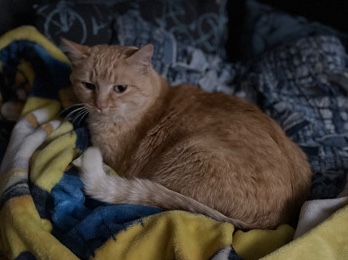 Rehoming a very much loved pet