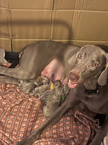Weimaraner – Champion Gunalt Bloodline