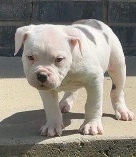 American Bulldog – looking for a loving home for these Americanbeauti
