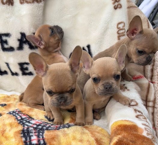 French Bulldog – Purebred French Bulldog Puppies